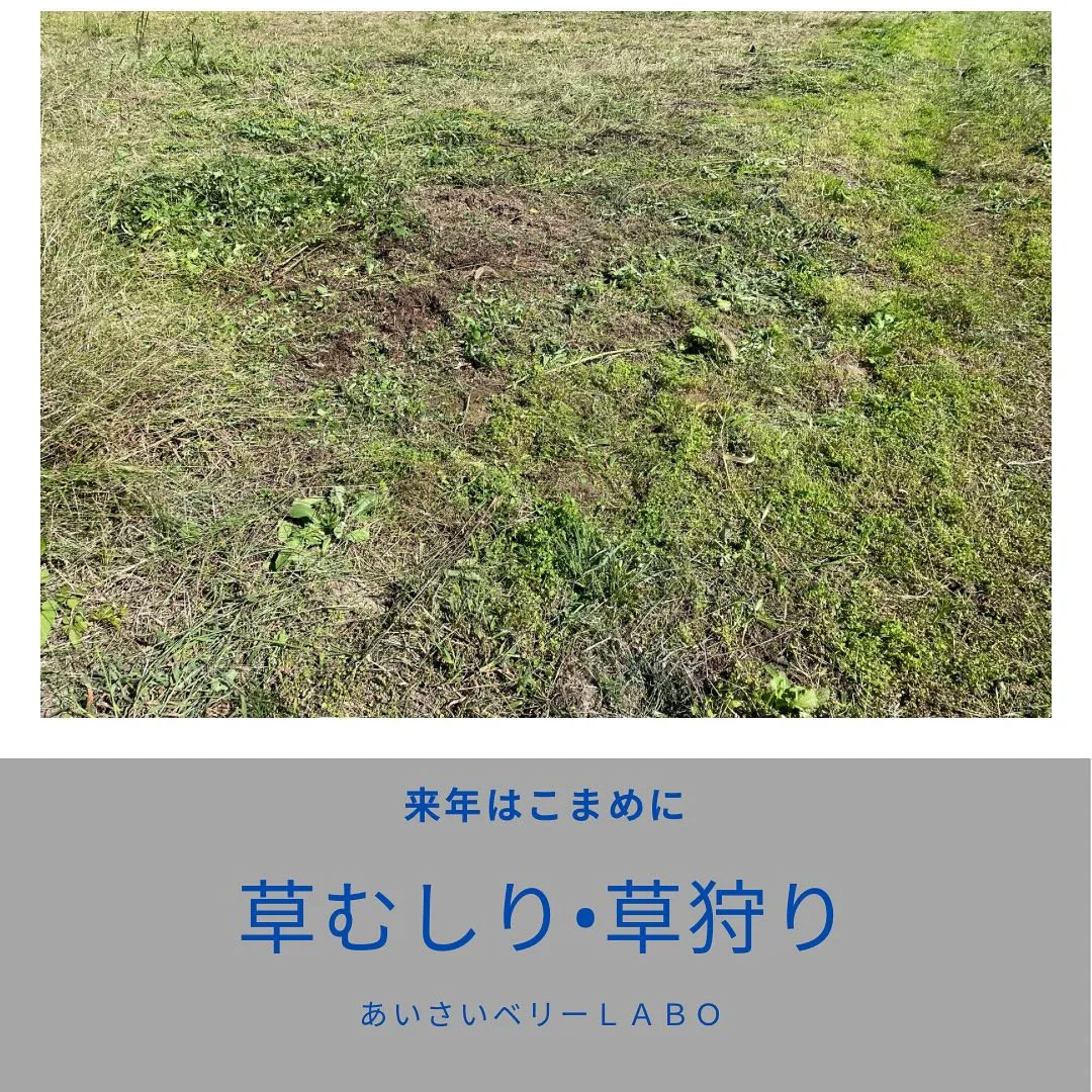 本日はご縁をいただいた農地で草狩りを行いました。