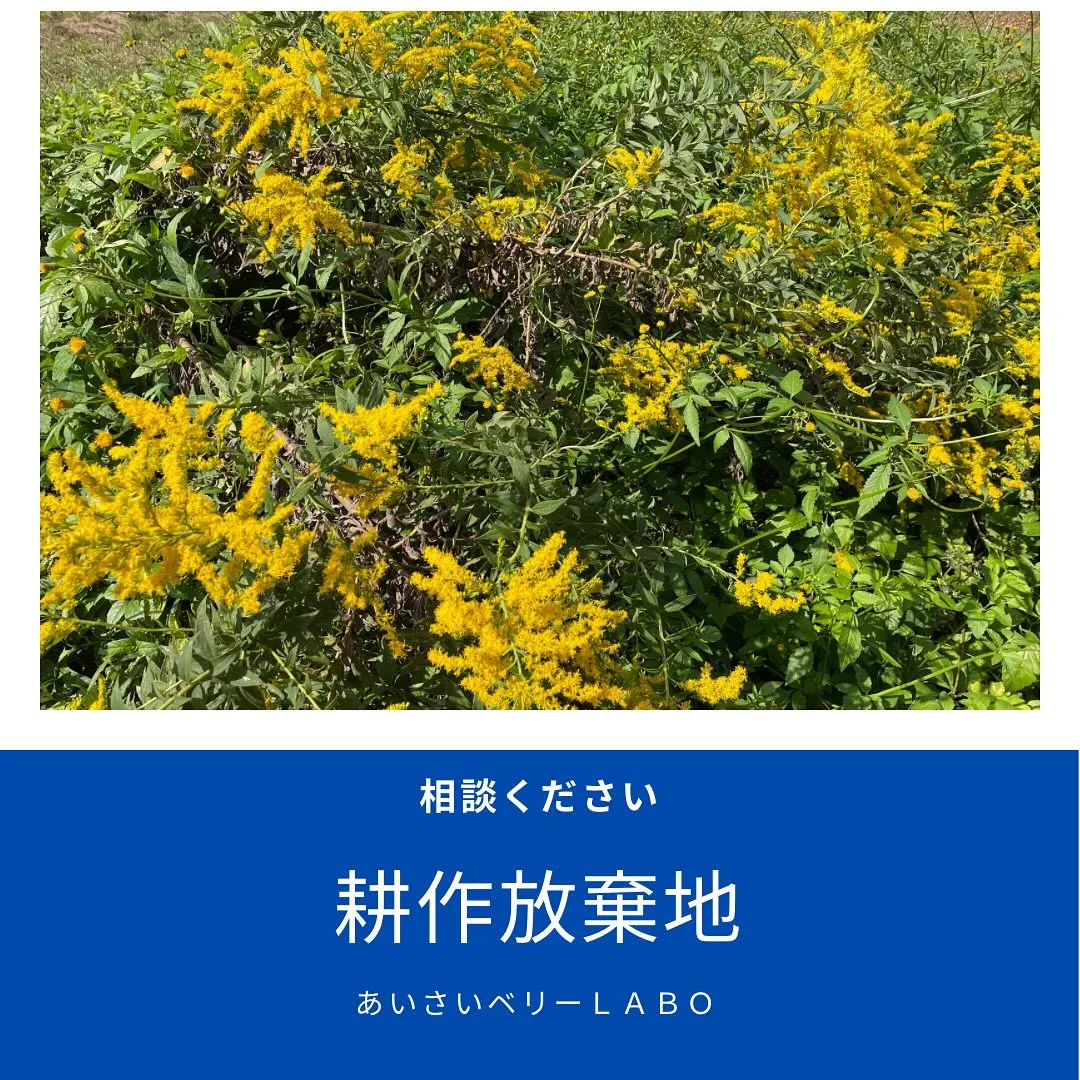 農園周辺でも、近年耕作放棄地が増えているように思います。