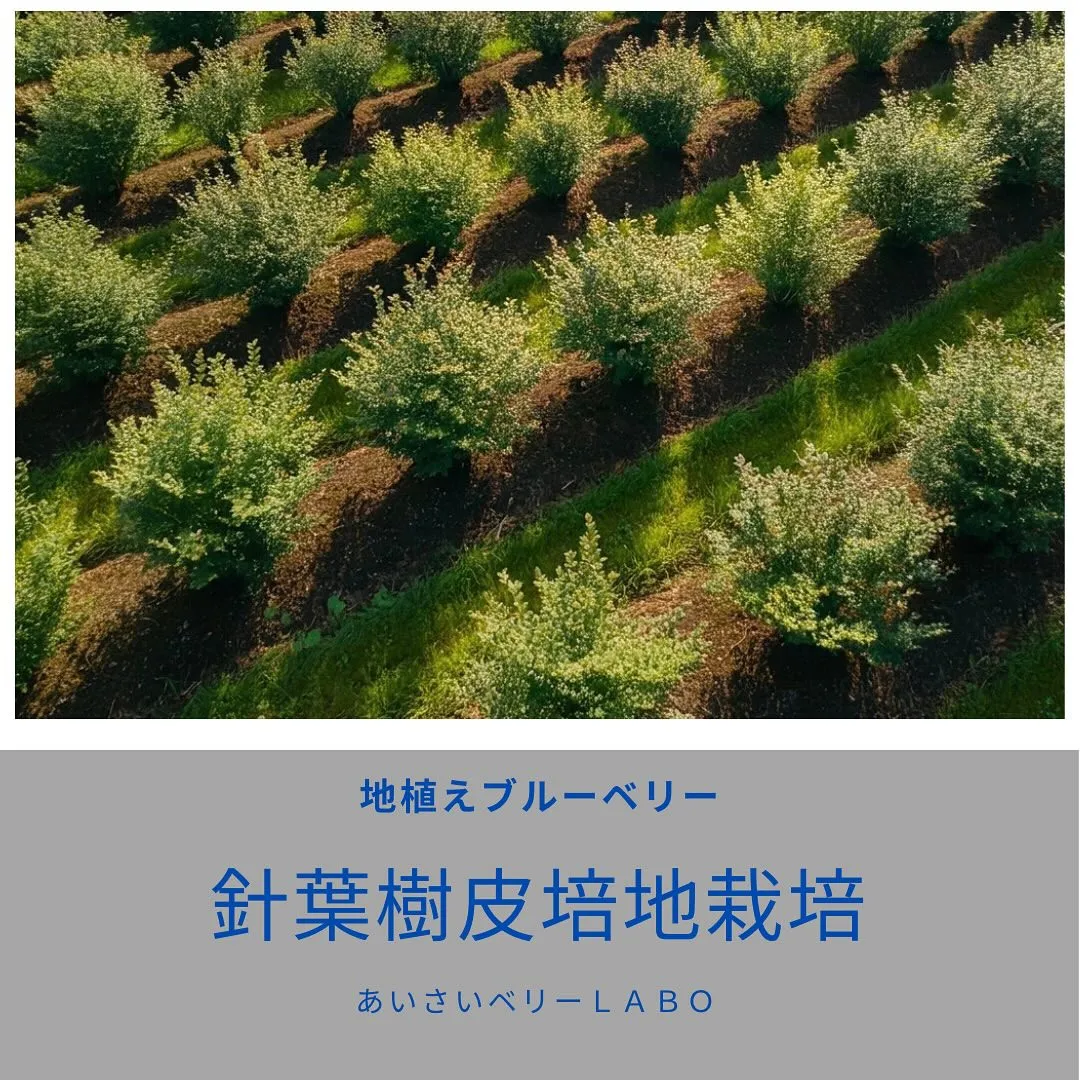 ブルーベリー針葉樹皮培地栽培