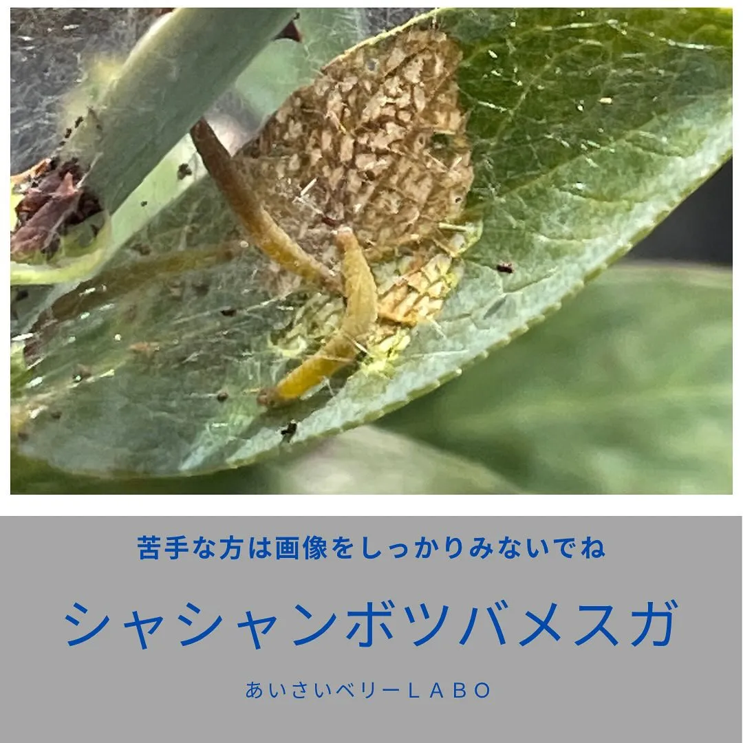 シャシャンボツバメスガの幼虫