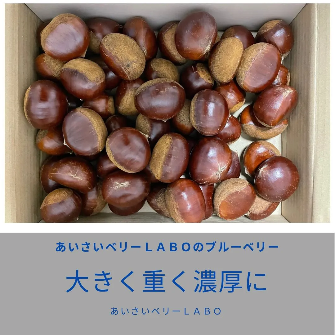 あいさいベリーＬＡＢＯのブルーベリー