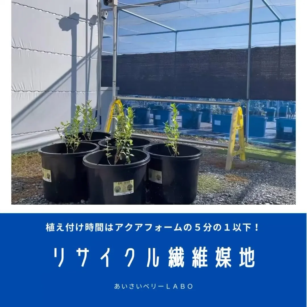 リサイクル繊維媒地で植え付け